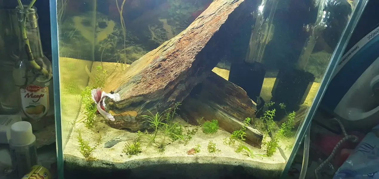Betta Planted Aquarium for sale