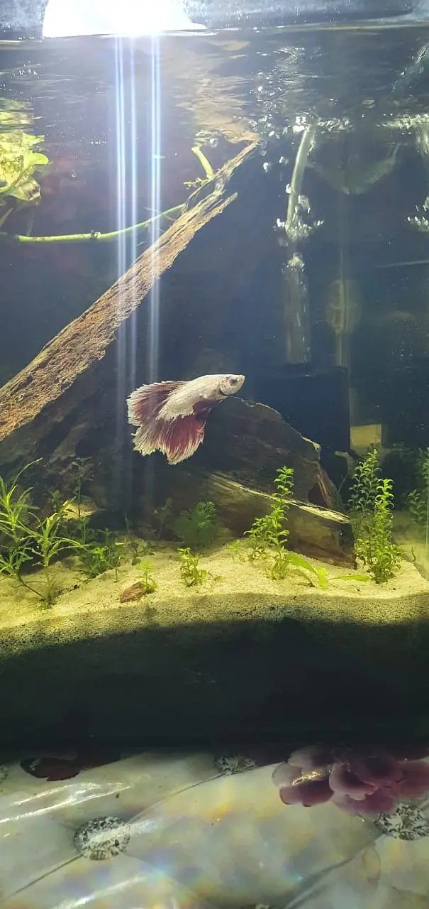 Betta Planted Aquarium for sale — photo 2