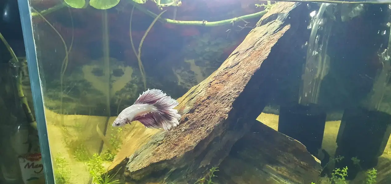 Betta Planted Aquarium for sale — photo 3