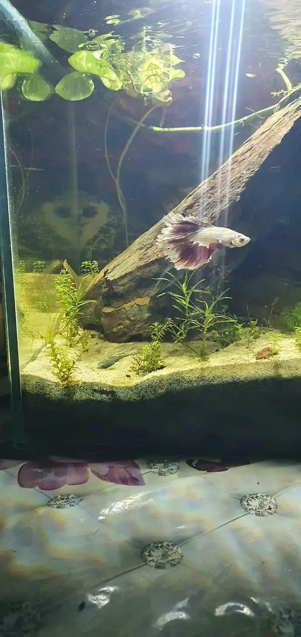 Betta Planted Aquarium for sale — photo 4