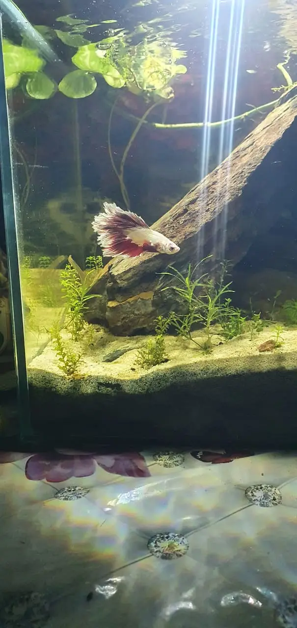Betta Planted Aquarium for sale — photo 5