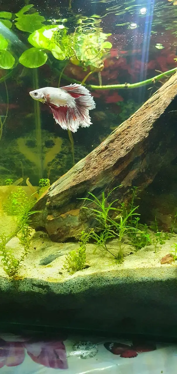 Betta Planted Aquarium for sale — photo 6