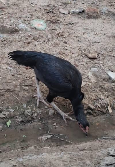 Aseel Black Murgi