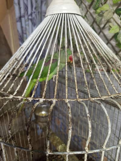 Alexandrine Hill Talking Parrot