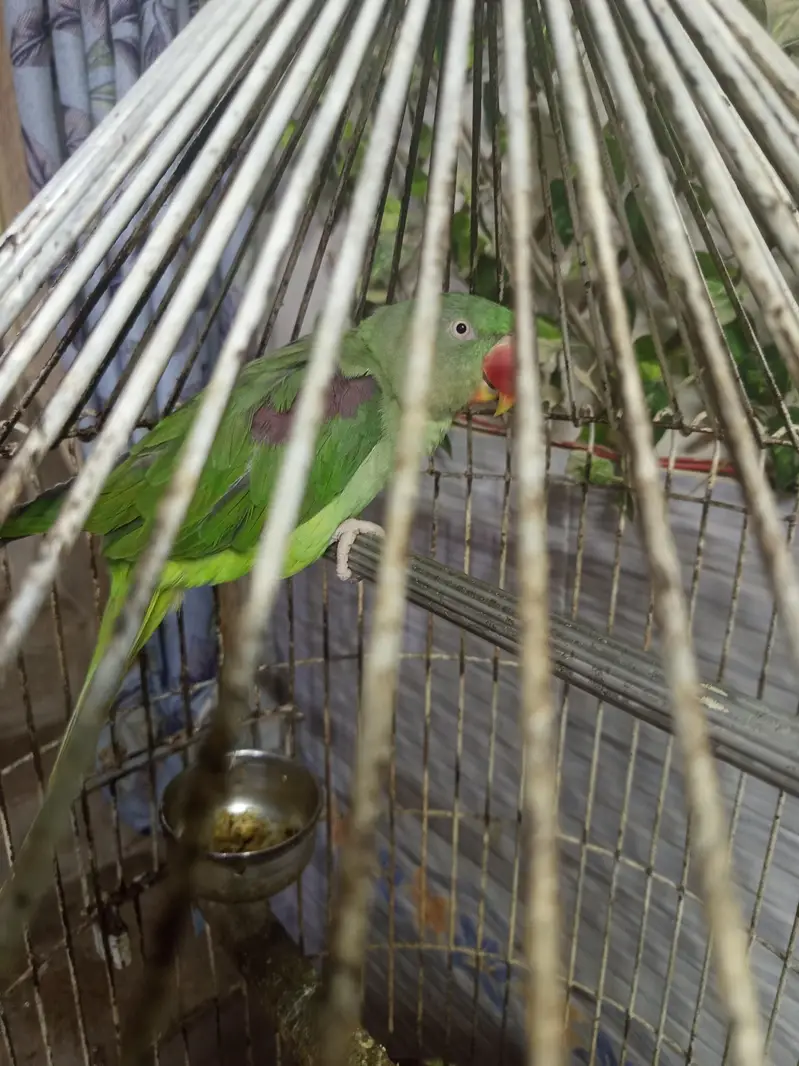 Alexandrine Hill Talking Parrot — photo 2