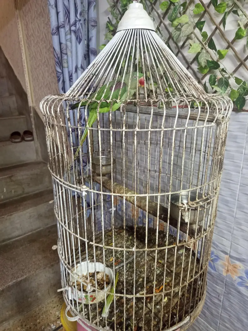 Alexandrine Hill Talking Parrot — photo 3