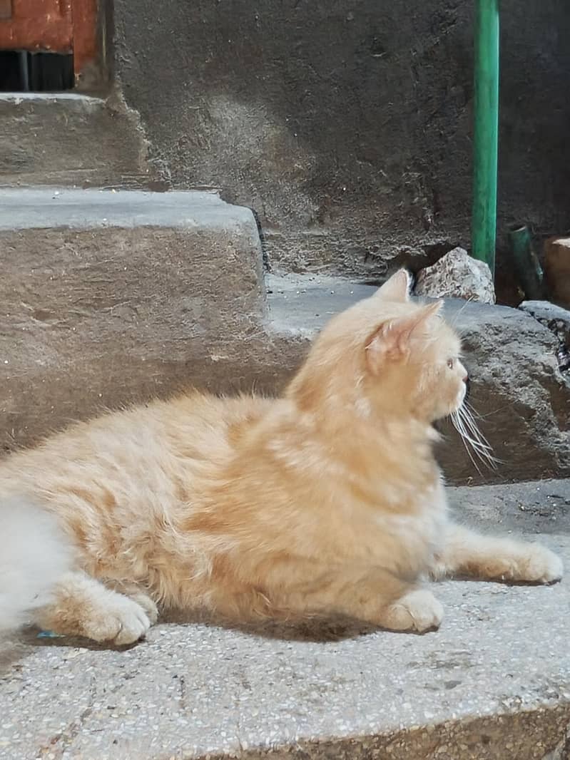 Persian cat 0