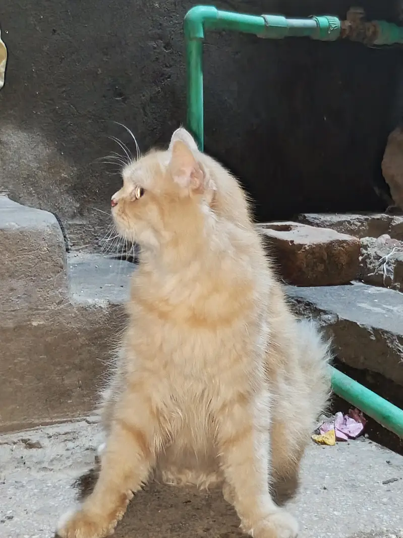 Persian cat — photo 2