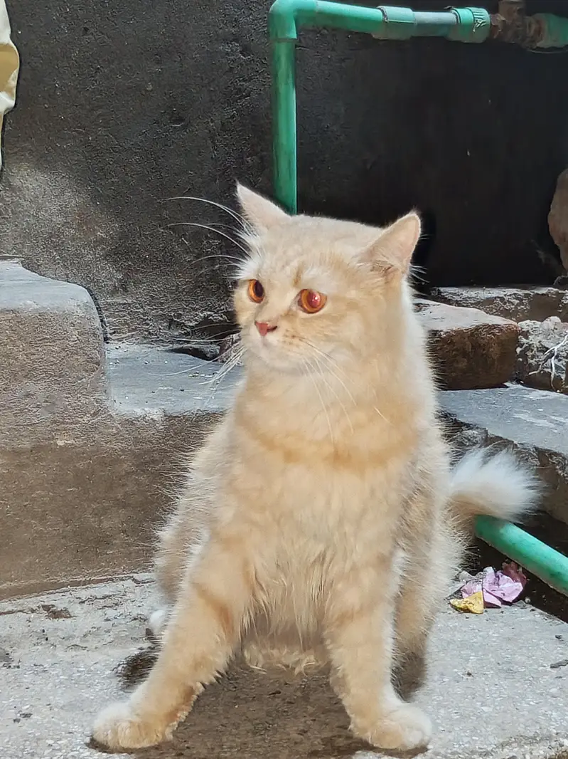Persian cat — photo 3