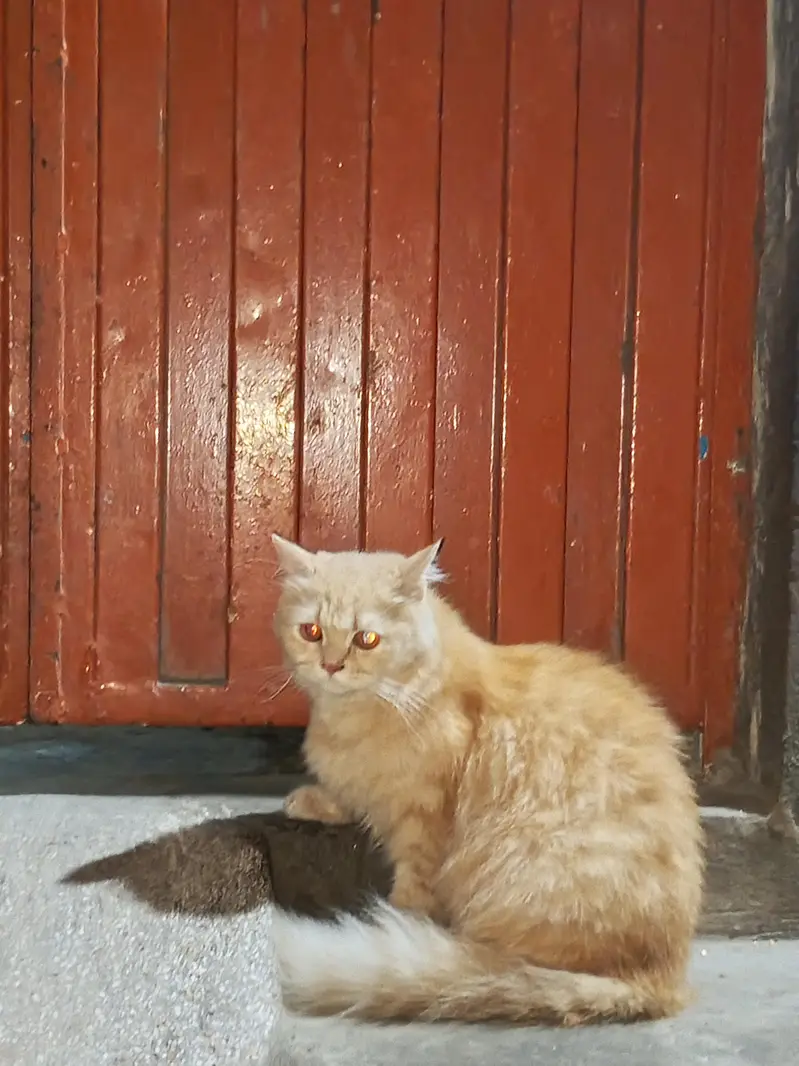 Persian cat — photo 4