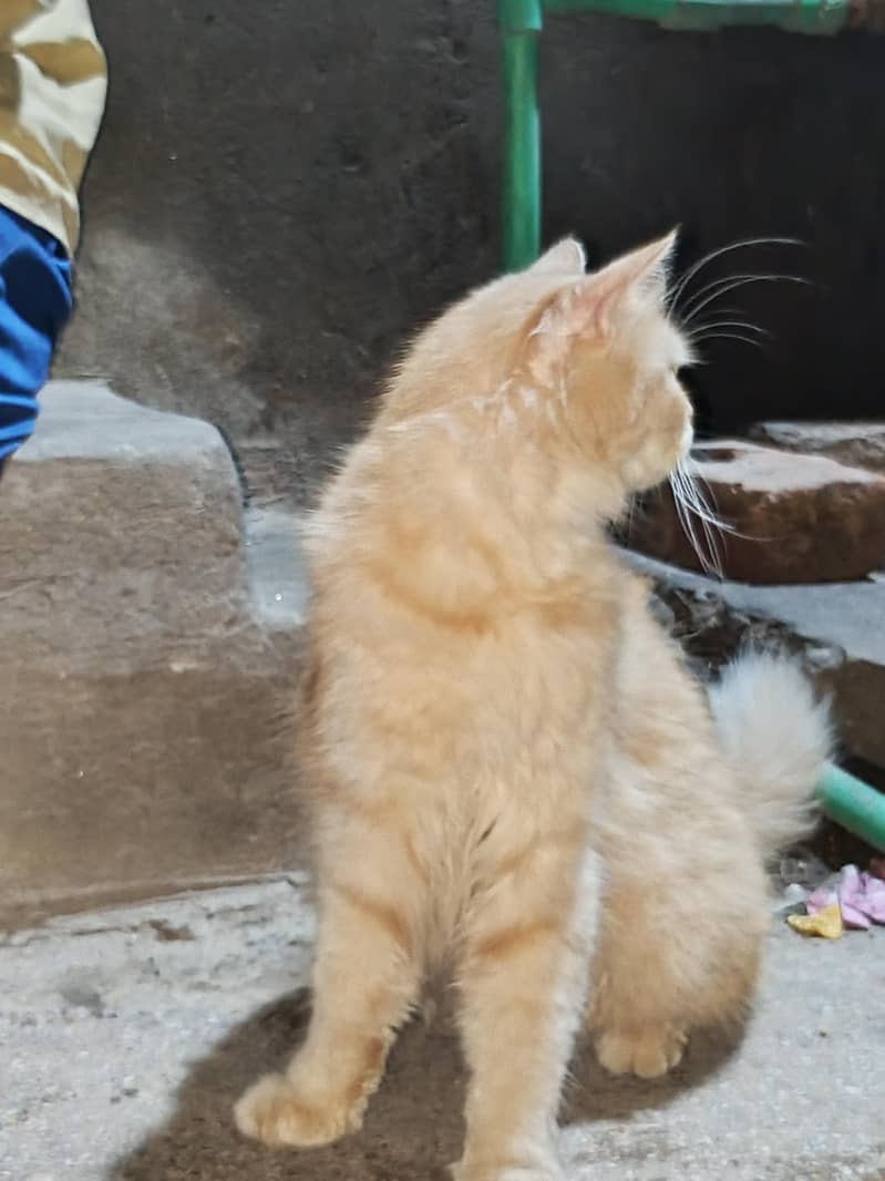 Persian cat 4