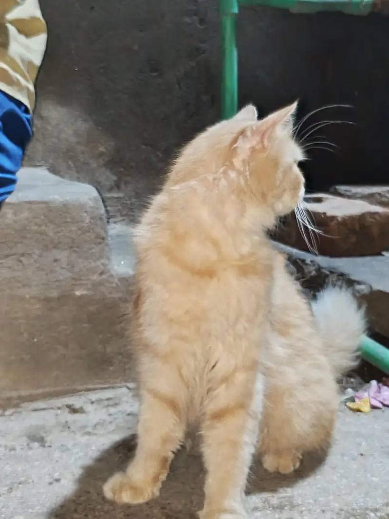 Persian cat — photo 5