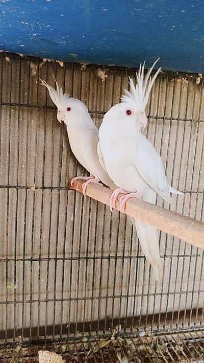 Cocktail albino pair