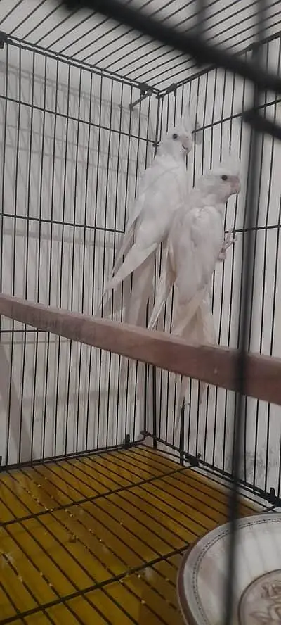 Cocktail albino pair — photo 2