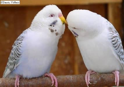 Fellow bugies breeder pairs