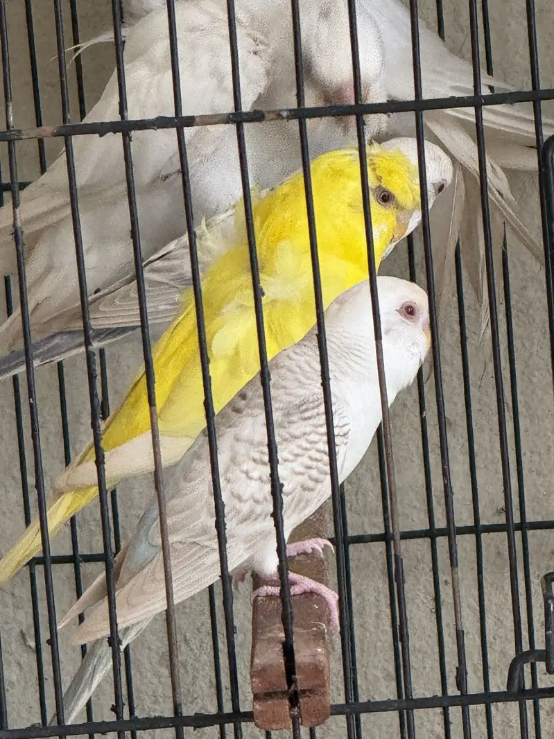 Fellow bugies breeder pairs — photo 2