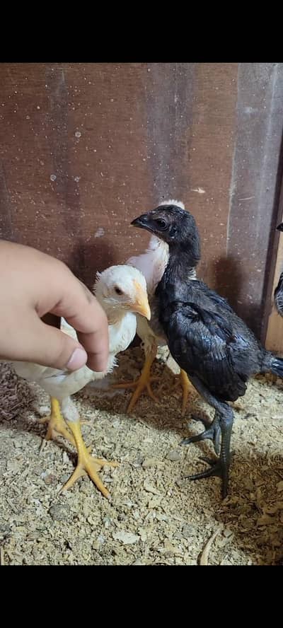 Thai Dragon pure chicks available at reasonable price
