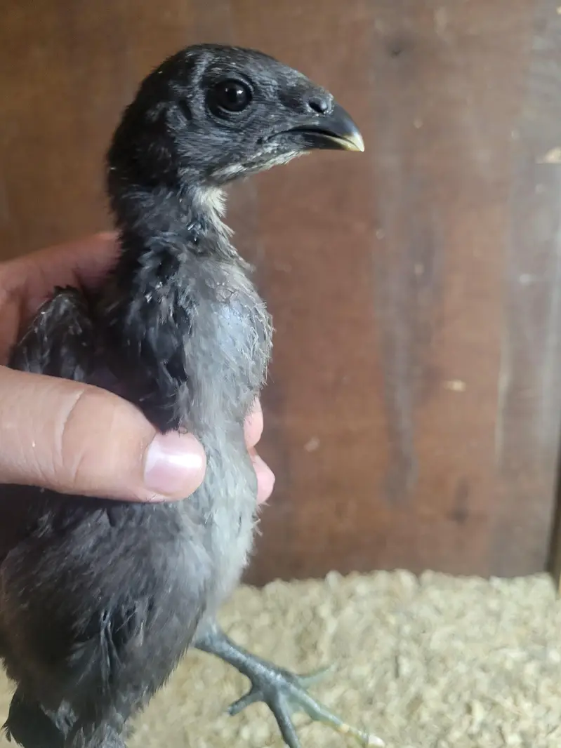 Thai Dragon pure chicks available at reasonable price — photo 2
