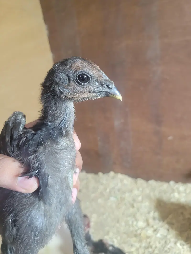 Thai Dragon pure chicks available at reasonable price — photo 3