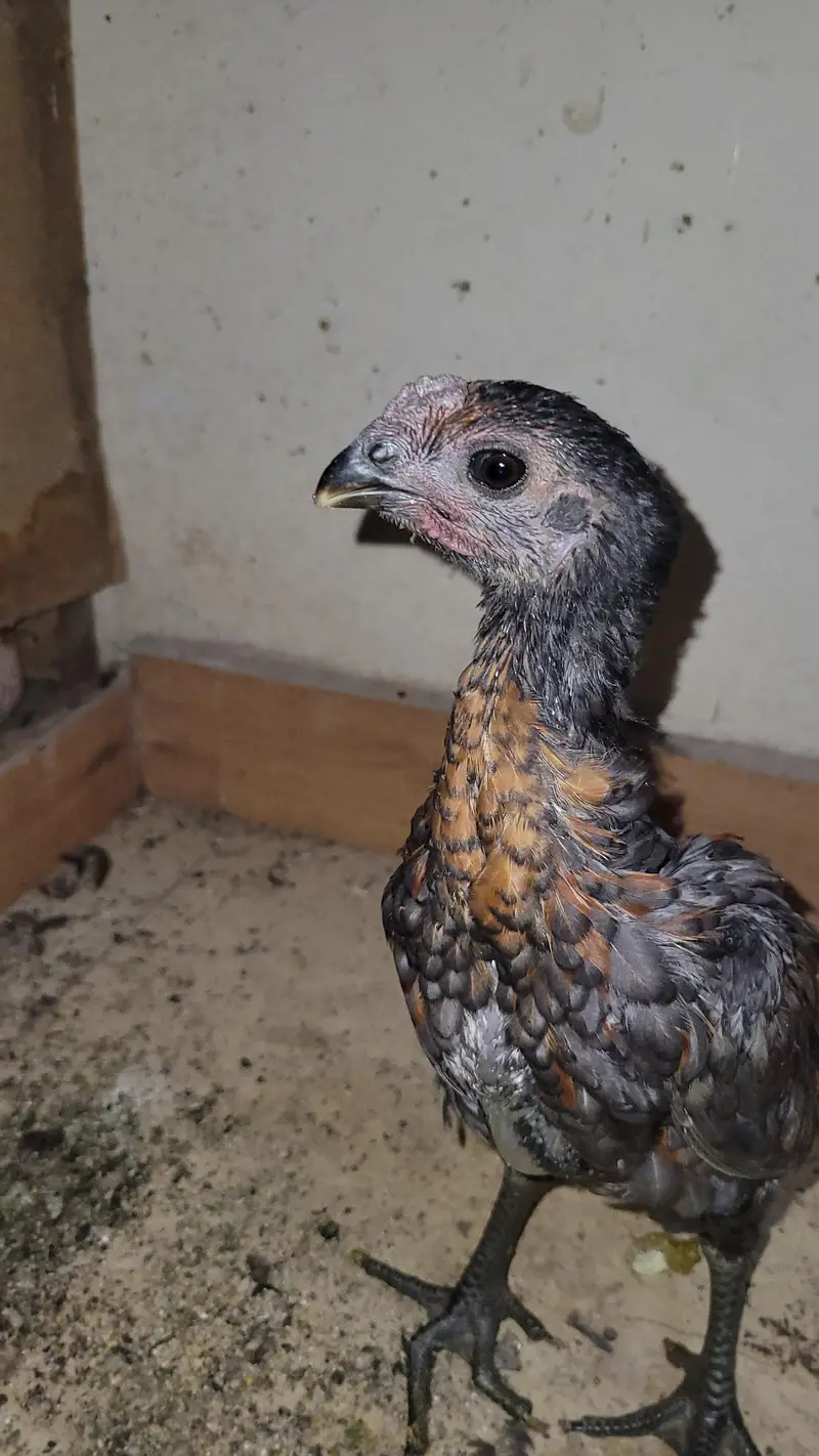 Thai Dragon pure chicks available at reasonable price — photo 4