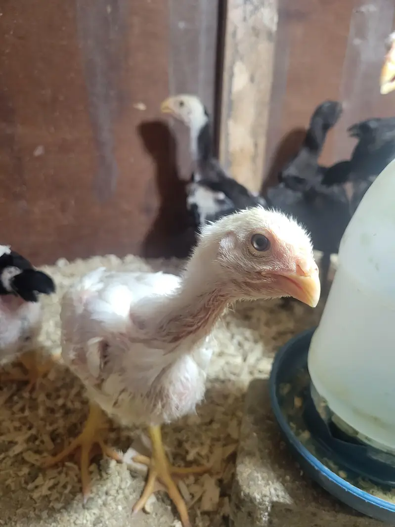 Thai Dragon pure chicks available at reasonable price — photo 5
