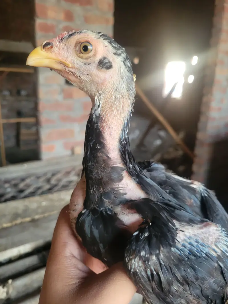 Thai Dragon pure chicks available at reasonable price — photo 7
