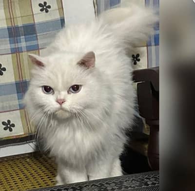 white cat blue eyes with 2 kitten wo b blue eyes 3 coate