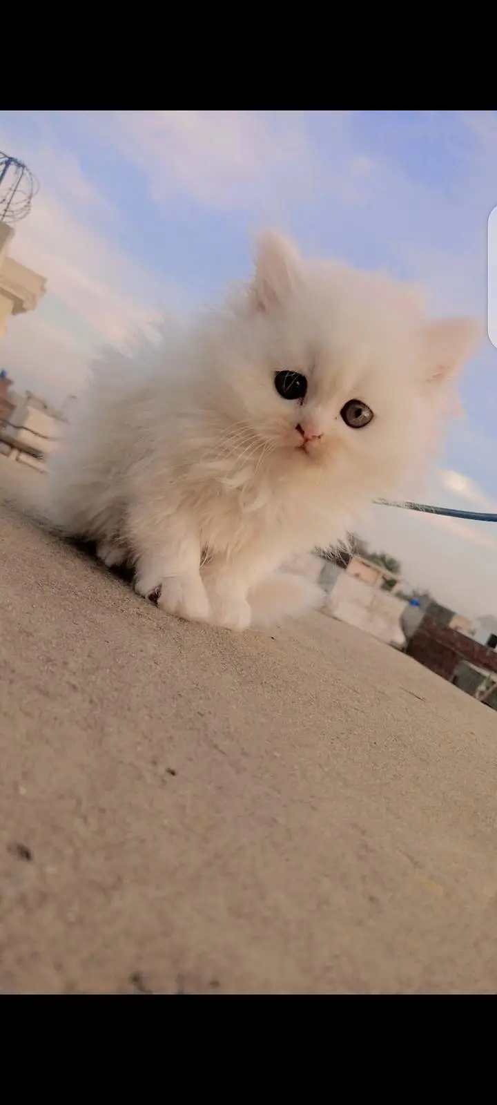 white cat blue eyes with 2 kitten wo b blue eyes 3 coate — photo 2