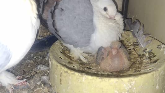 Sentinent Blue Bar Single Chick available for hand tamed