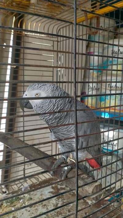 Talking, tammed, flying feather complete African Gray Parrot