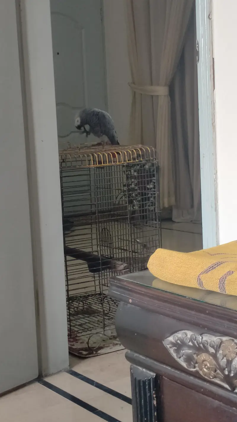 Talking, tammed, flying feather complete African Gray Parrot — photo 2