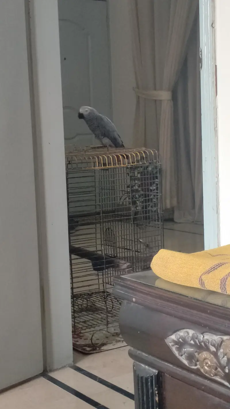 Talking, tammed, flying feather complete African Gray Parrot — photo 3