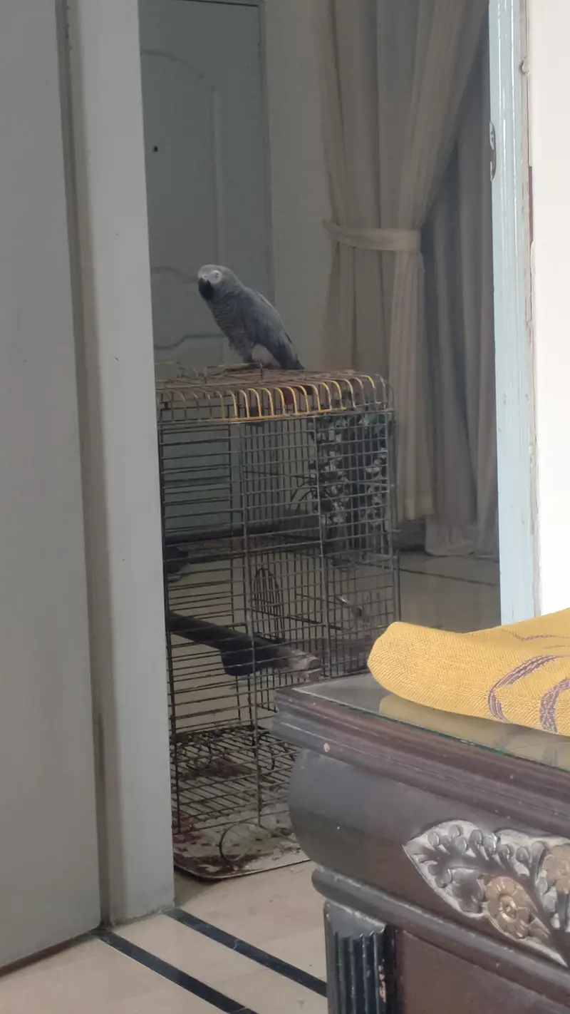 Talking, tammed, flying feather complete African Gray Parrot — photo 4