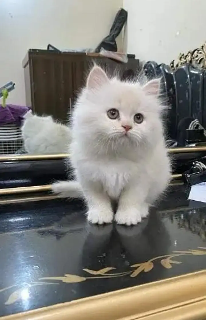 (Persian female kitten) (for sale all) (Pakistan delivery available) — photo 2