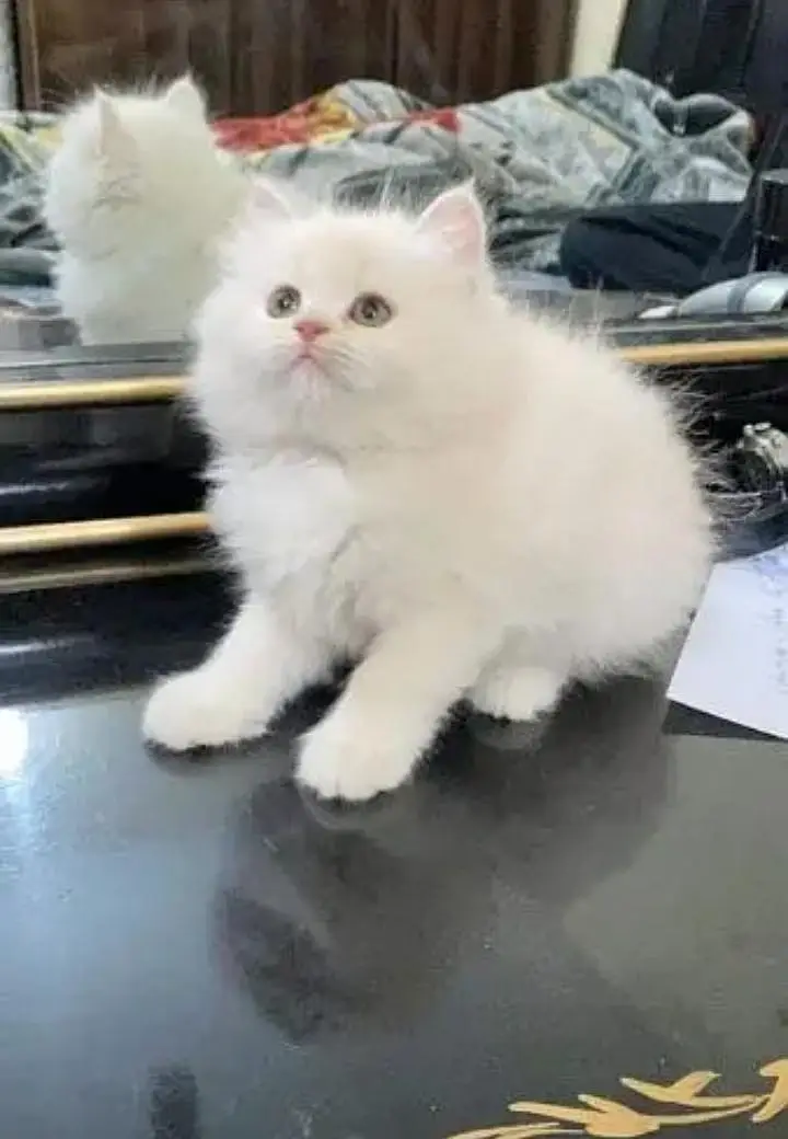 (Persian female kitten) (for sale all) (Pakistan delivery available) — photo 3
