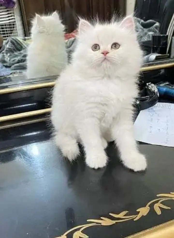 (Persian female kitten) (for sale all) (Pakistan delivery available) — photo 4