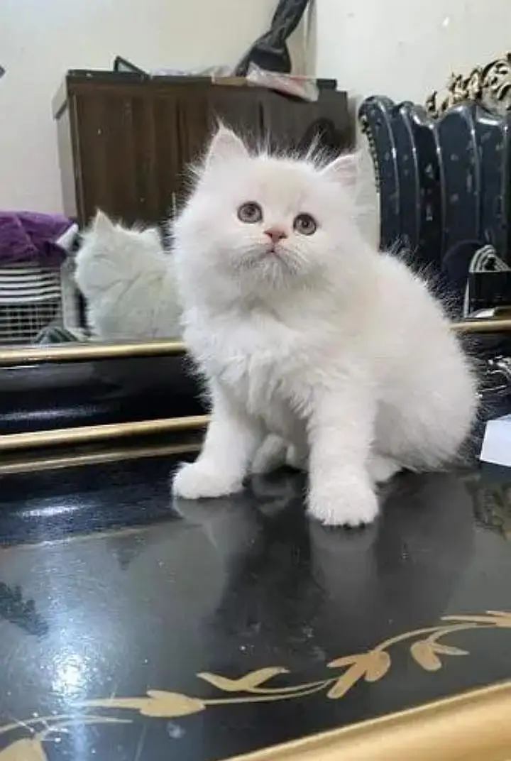 (Persian female kitten) (for sale all) (Pakistan delivery available) — photo 5