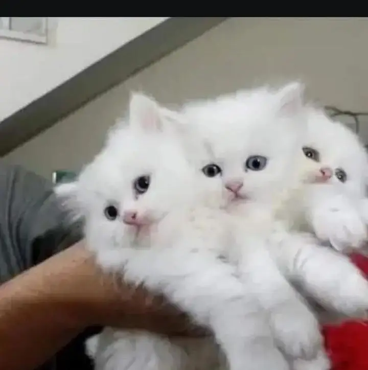 (Persian female kitten) (for sale all) (Pakistan delivery available) — photo 6