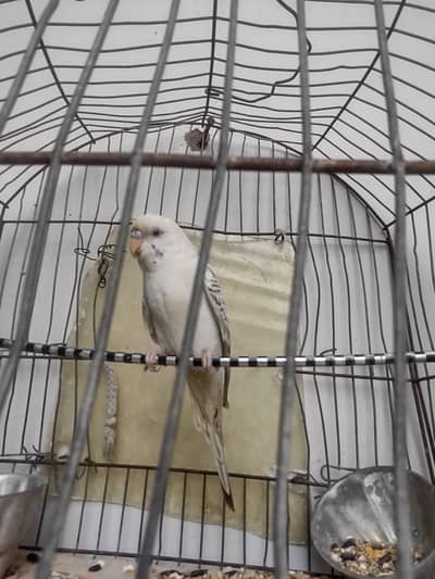 budgie