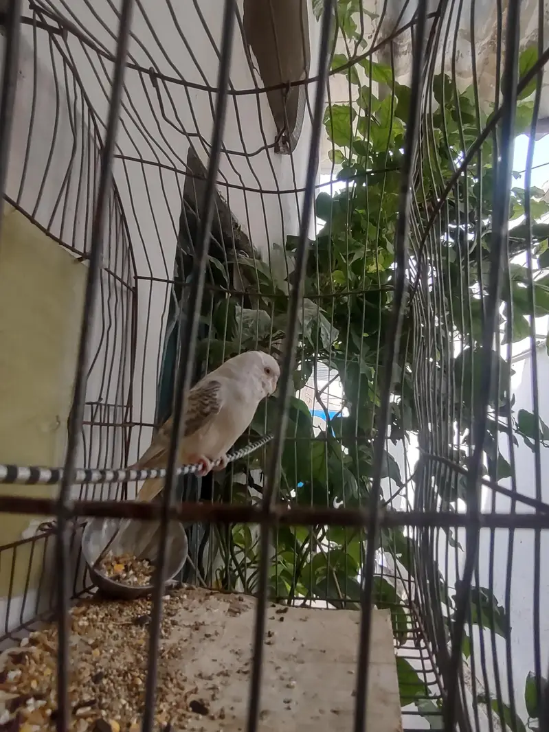 budgie — photo 2