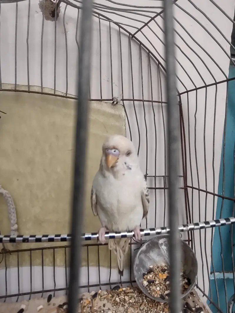 budgie — photo 3