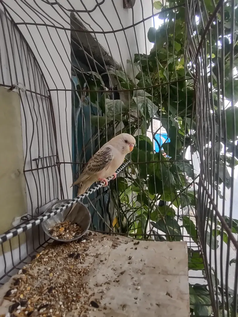 budgie — photo 4