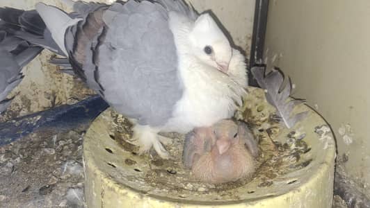 Sentinent Blue Bar single chick available for hand tamed