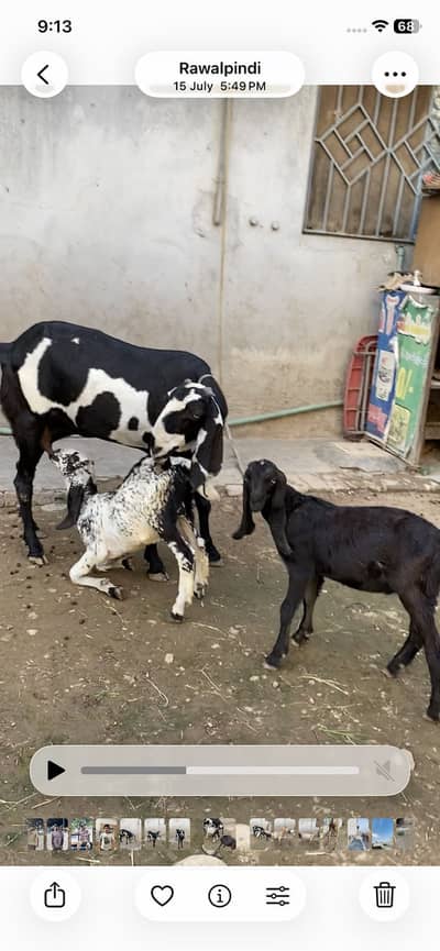 Makhii chini + beetal + 2 male bachy ( Narr)