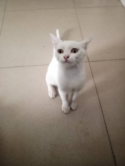 White Persian cat