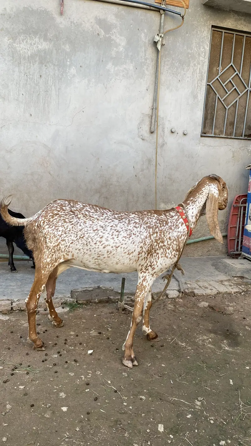 Makhii chini + betal + 2 male bachy sth — photo 2