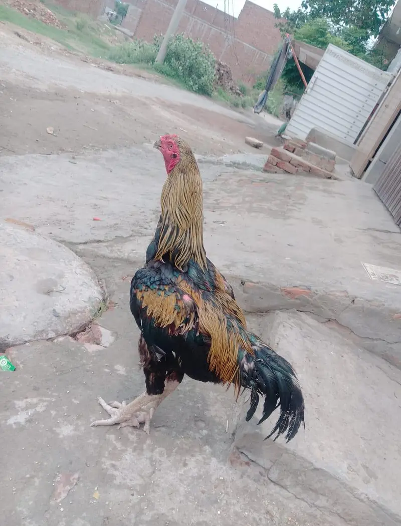 Pure Aseel Murgha Heavy Wight or health breader — photo 2