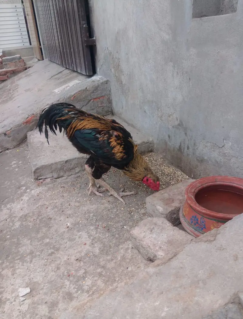Pure Aseel Murgha Heavy Wight or health breader — photo 3
