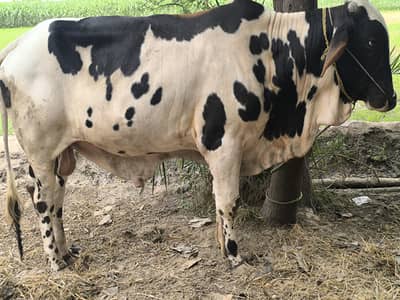 14 Month friesian-brahman bull