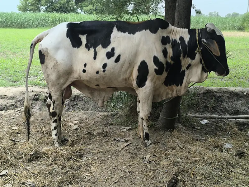 14 Month friesian-brahman bull — photo 2